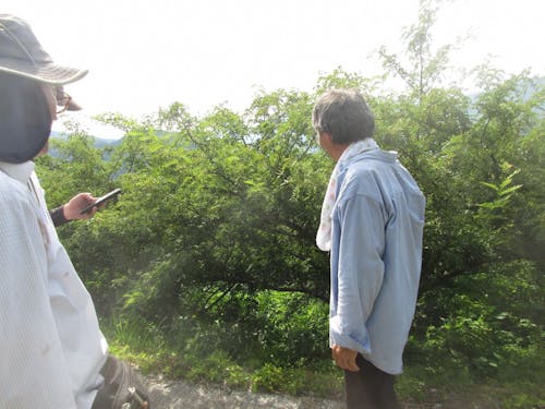 成木したサンショウの樹園