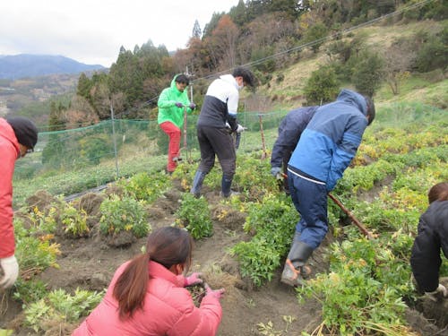 薬草トウキ試験栽培地での収穫作業