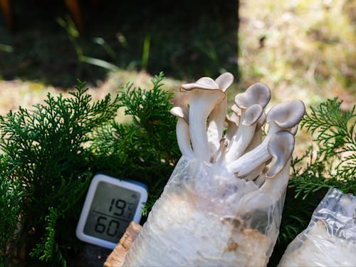 どうやって針葉樹でキノコ栽培をするのか? 気になりますよね。