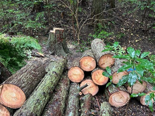 木の伐採からはじめて、みんなでキノコのオーナーになりましょう。