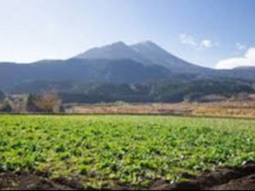 高原町内畑