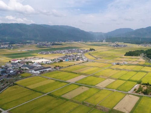 収穫前の田園風景