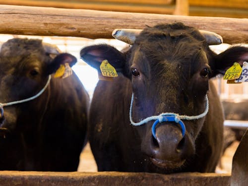西諸圏域は農畜産業が盛んです。宮崎牛は内閣総理大臣賞を受賞しています。