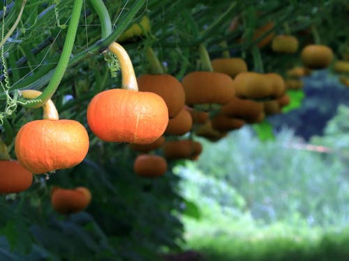 空中栽培により色むらの少ないカボチャに育ちます