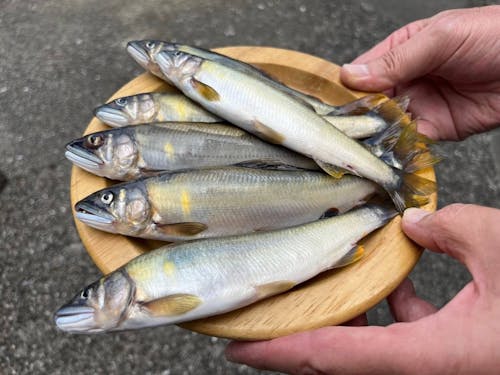 清流安田川では、鮎釣りも楽しめます