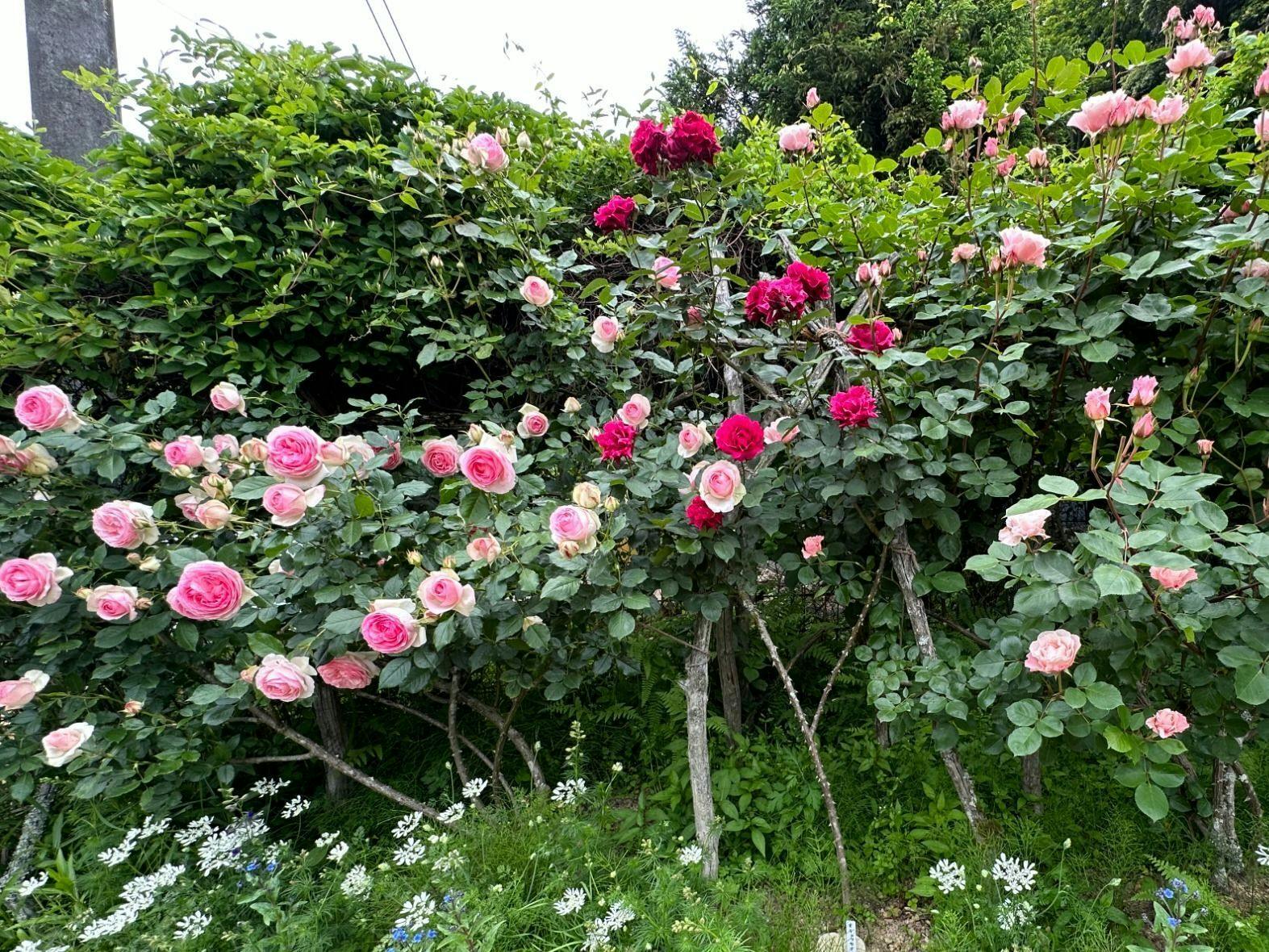 バラと里山に暮らす