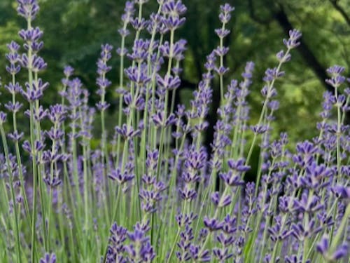 薄紫が美しいイングリッシュラベンダー