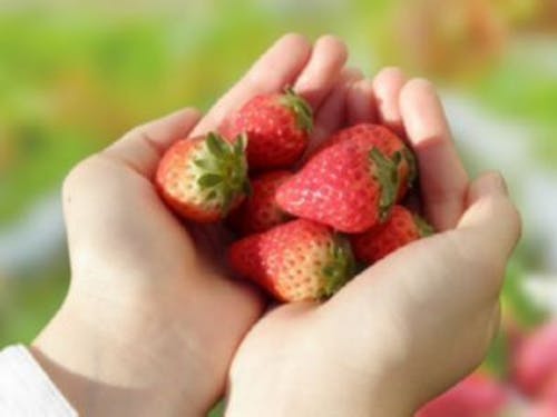 夏いちごはハウスで育ちます🍓