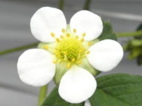 いちごお花は白色!知っていましたか?
