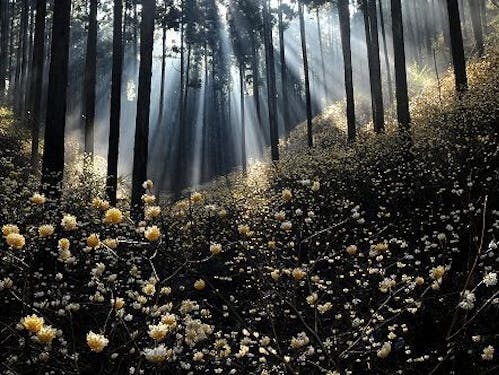 幻想的に咲くミツマタ(焼森山)