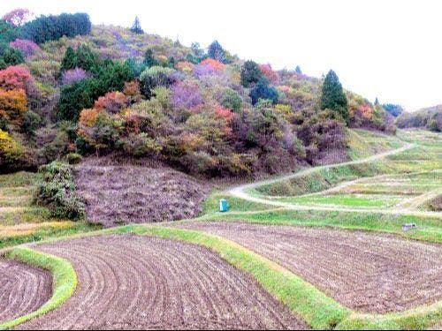 町に広がる棚田の風景