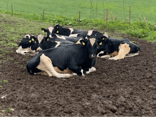大自然の中で飼育する酪農業