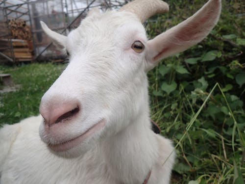 通勤時に会えるヤギ、癒しです♪