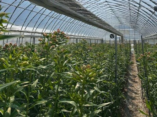 トルコギキョウ・アルストロメリアはハウスで育てます!