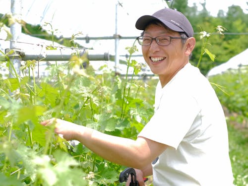 花巻市地域おこし協力隊　渡邊さん活動の様子　ブドウの剪定