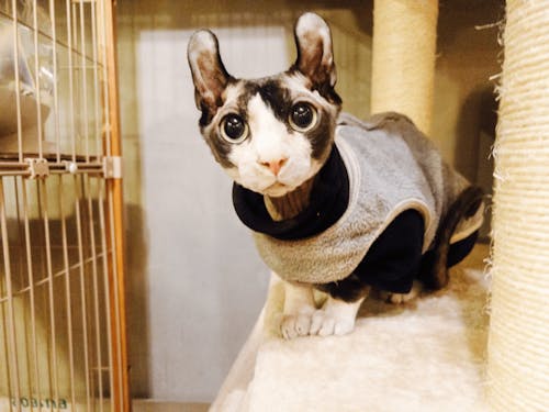 エルフキャット(ドニくん)