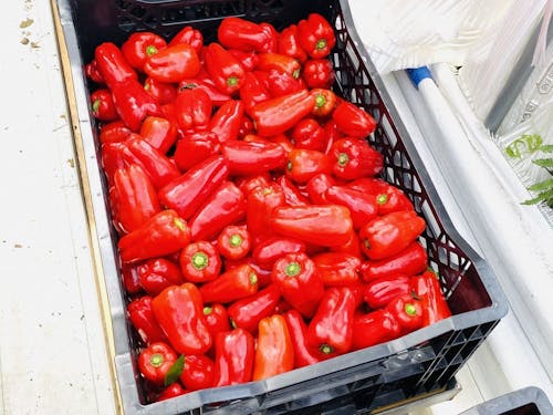 赤ピーマン農家の方も!