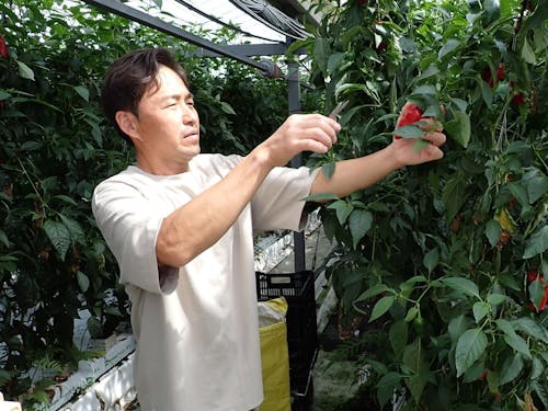 先輩農家の方のサポートを受けられるので、安心して取り組めます