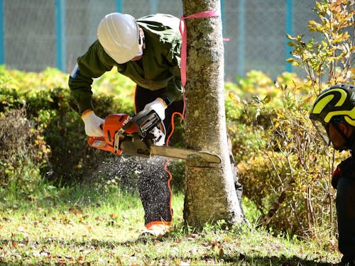伐倒体験の様子