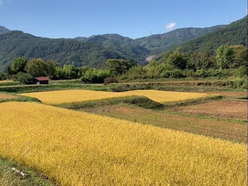 昨年度から、伊那市では有機給食もはじまりました！
