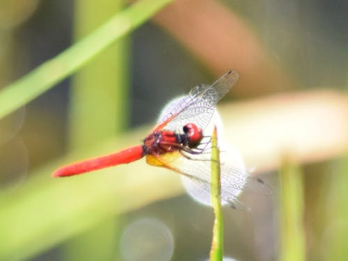 世界最小クラスの希少な 「ハッチョウトンボ」!カキツバタも見ごろです♪