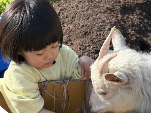 ヤギさんにも会えるよ