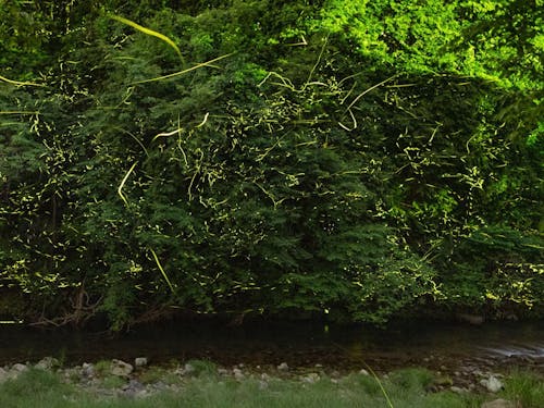 6月はホタルが見れます(多可町)