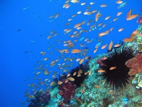 ダイビングのスポット 沖の島