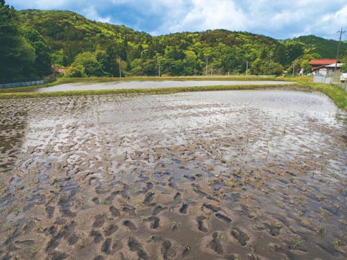 家族の足跡でいっぱいの田んぼ。初めての手植えを思いきり味わった幸せの足跡
