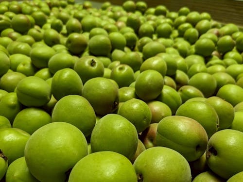 丸々と大きく実った青梅の収穫。「青いダイヤ」と呼ばれた時代もあります