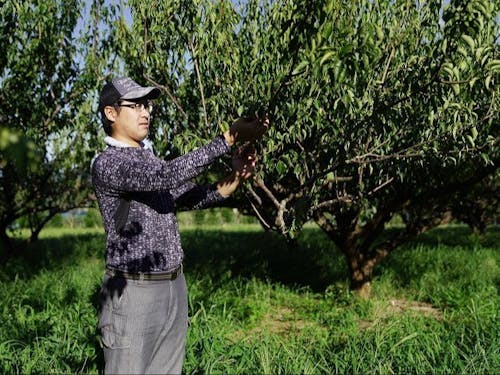 基本的な作業は、梅の木に実っている果実を収穫です