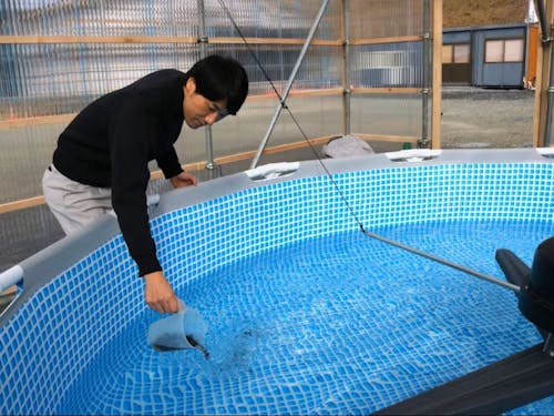 マツモの種苗を陸上養殖プールへ