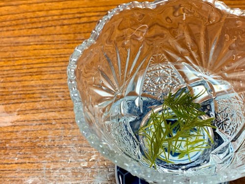 食文化としてマツモ(海藻)を未来に残したい