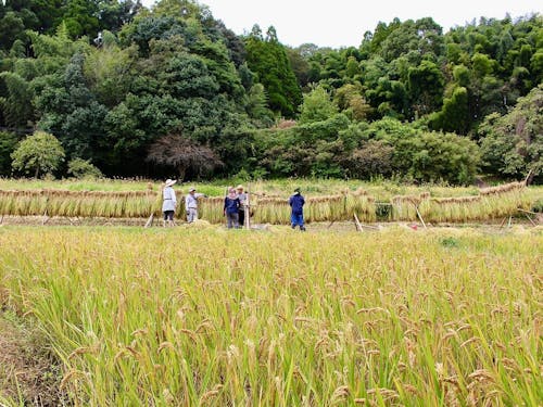 休耕地を活用し、複数世帯で協力し合って無肥料無農薬の米づくりをしています