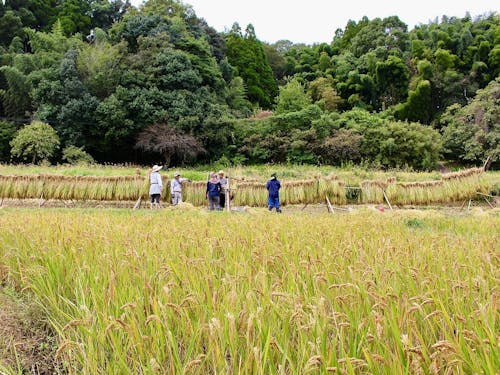 休耕地を活用し、複数世帯で協力し合って無肥料無農薬の米づくりをしています