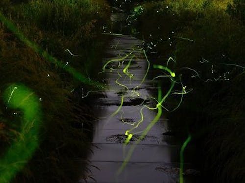 長岡のゲンジボタル