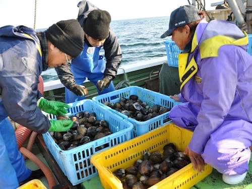 山元町は東北随一の良質なホッキ貝の産地