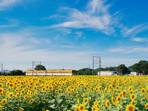 ひまわり畑の中を走る近江鉄道