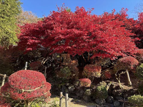 真っ赤に染まる紅葉の木(花巻温泉)