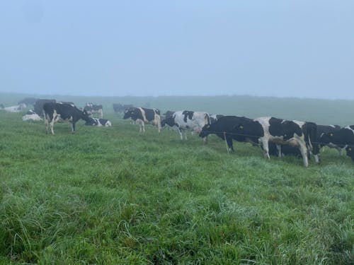 朝霧に包まれる牧場