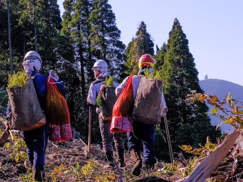 苗木を背負って植え付け場所まで運んでいる様子