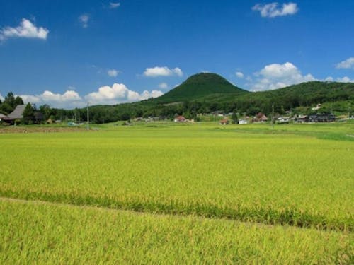 参加する市の多くでは、米づくりも行われている。