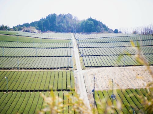 特産品「大和茶」の茶畑。都会からすぐに自然豊かな景色が広がります。