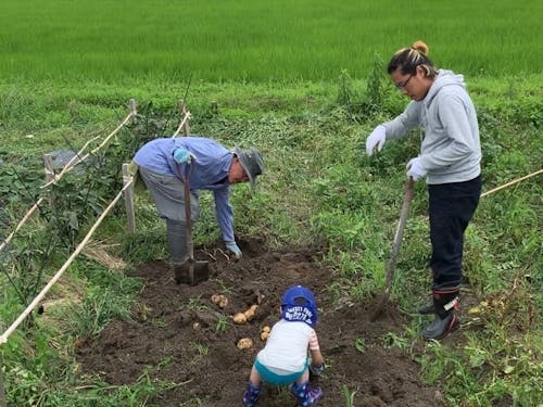 実家の畑では3世代で収穫作業。リヤカーに乗せて運びます。