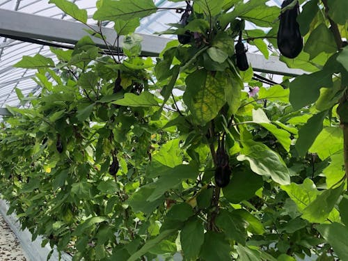 安田町は施設園芸が盛んで、特にナス農家が多いです