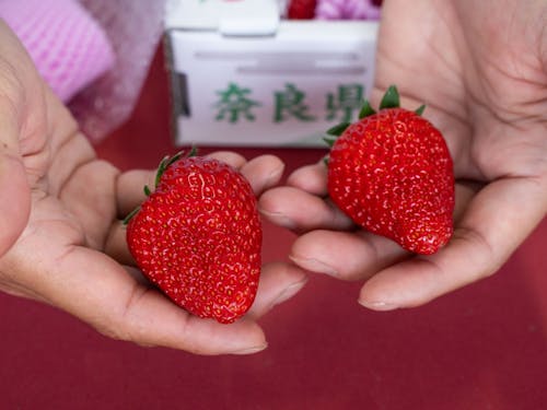 6FARMのこだわり完熟いちご。「古都華」を全国に広げる仕掛けを考えます