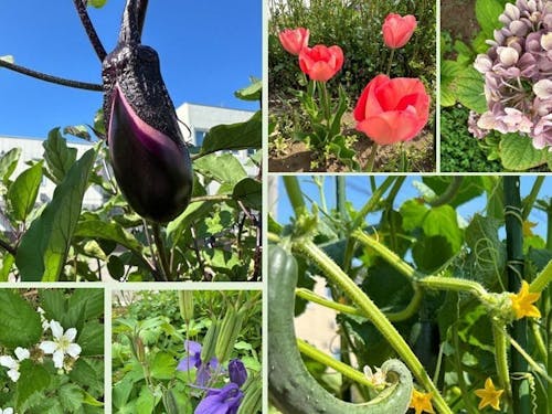 菜園(CHITOちと)では居住者が野菜や花を育て交流の場に!