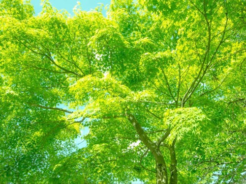 ささをかさん撮影