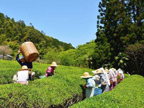 お茶摘み