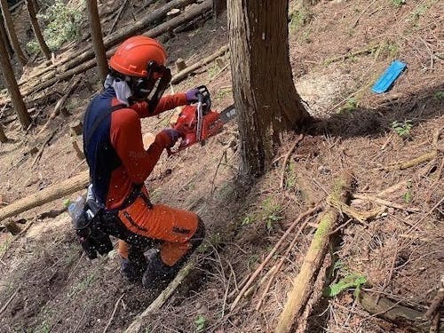 伐倒作業の様子